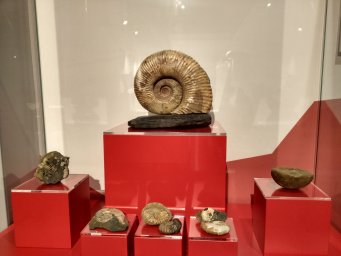 Экспонат Экспонат