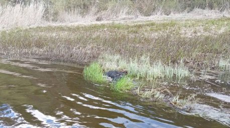 В Гродненском районе ОСВОД искал мужчину в реке, позже его нашли погибшим в лесу