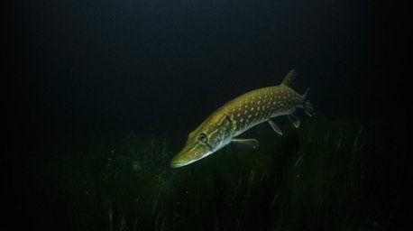 В Беларуси начал действовать запрет на ловлю щуки