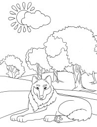 Волк на отдыхе 0