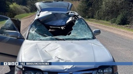 Два ДТП из-за выбежавших на дорогу лосей произошло за сутки в Минской области