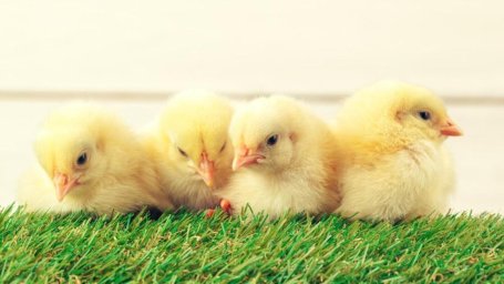 Цыплята Цыплята