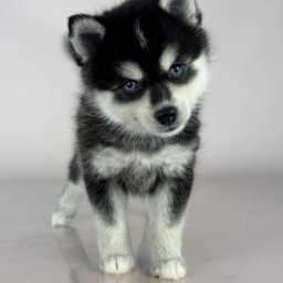 Щенок Щенок