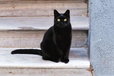 Черная кошка