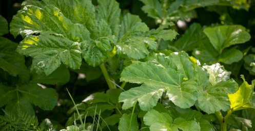 Какие растения являются самыми инвазивными в Беларуси, рассказали в Минприроды