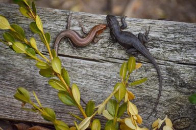 Ящерица Ящерица