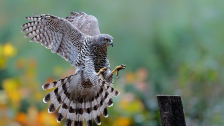 Ястреб Ястреб