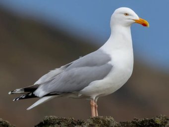 Чайка Чайка