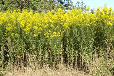 Какие растения являются самыми инвазивными в Беларуси, рассказали в Минприроды 0