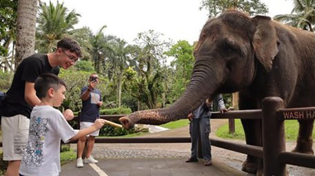 На Бали официально запретили катать туристов на слонах На Бали официально запретили катать туристов на слонах