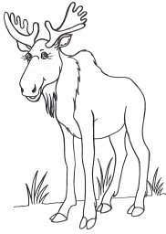 Лось на лугу 0