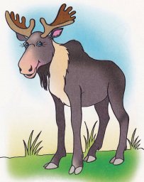 Лось на лугу 1