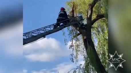 Веткой зажало ногу. В Дятлово спасатели помогли застрявшему на дереве мужчине