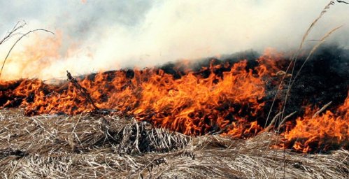 В Столинском районе восемь часов тушили лесной пожар