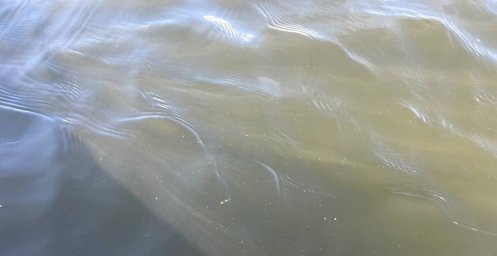 Утонувшего мужчину обнаружили в мелиоративном канале в Пружанах