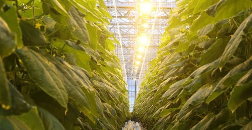 В Беларуси разрабатывают светодиодные светильники, которые позволят извлечь больше антиоксидантов из растений