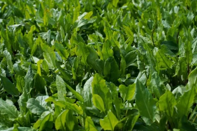 Щавель Щавель