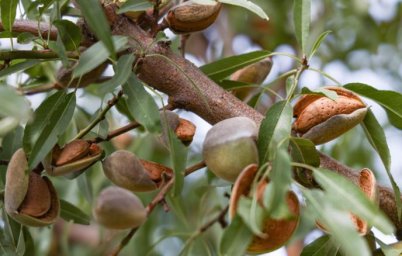 Разработана программа на основе ИИ, которая распознает болезни растений